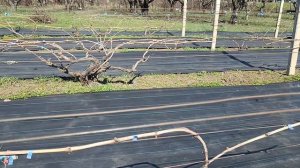 Начало сезона. Виноградник Король В. Н. г.Краснодар 25.03.25г.