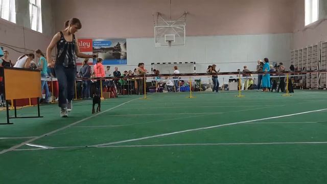 Первая тренировка в ринге. Semper Ante Wake Me Up смотреть онлайн