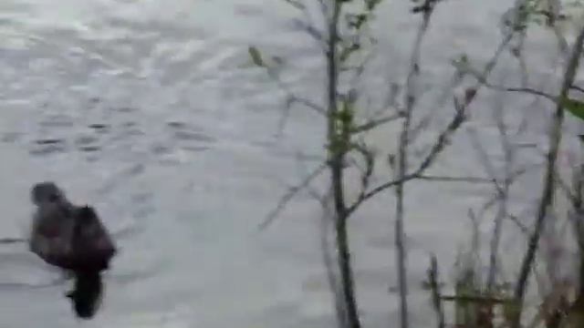 Наше озеро.Утка с утятами. смотреть онлайн