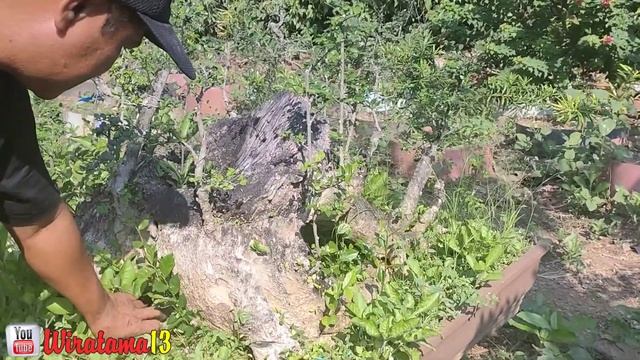 CEK HARGA BONSAI DIRUMAH MBAH KILAN
