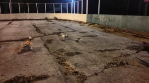 Собакины на прогулке)