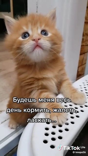 Наши любимые кошки смотреть онлайн