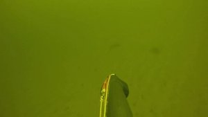 Зимняя подводная охота на сома