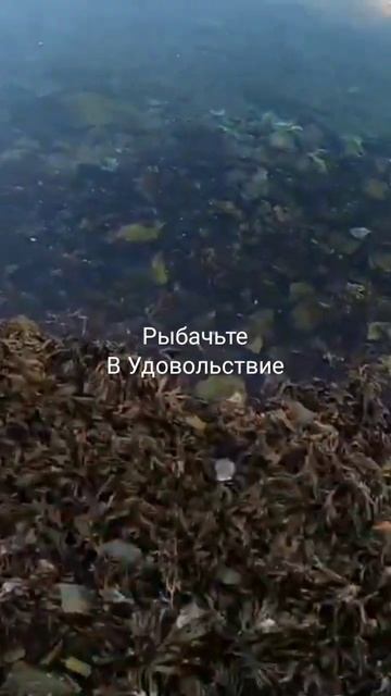 Морской гребешок маленький. "The scallop is small".