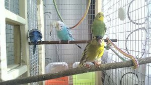 🦜 Попугайчики кушают хлеб | Жизнь волнистиков в вольере. Волнистый попугай кричит! Кормление попуга