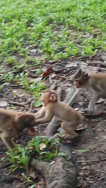 so funny monkey play well❤️💋🐒po10 #shorts #monkeys #viral #animals #shortsvideo #monkey  #youtube смотреть онлайн