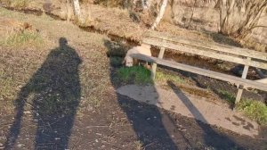 Мини Пудель | Счастье без поводка