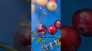 Карельская клюква в макросъёмка на смартфон с линзой 📸