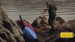 Косатка застряла между скал, но то, что случилось дальше потрясло всех!
