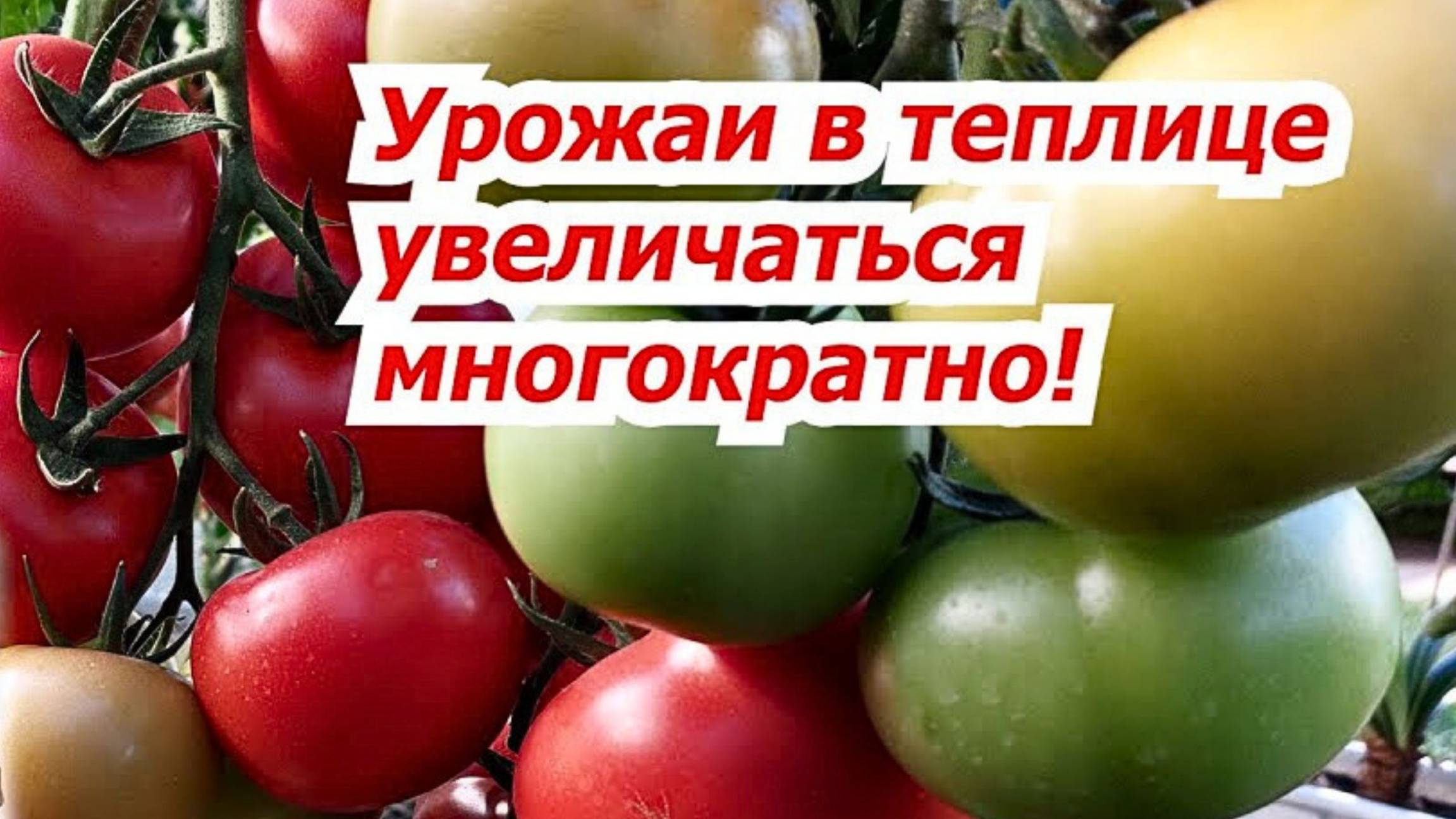 🌱  Как повысить плодородие и избавиться от болезней! 🌿
