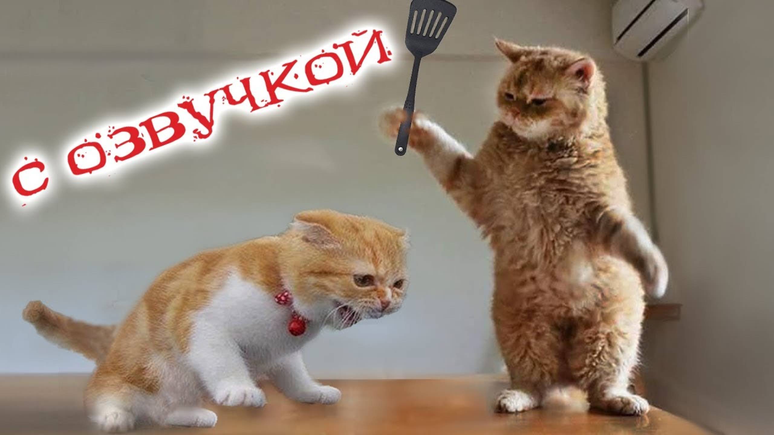ПРИКОЛЫ С КОТАМИ! Самая смешная озвучка животных! ТЕСТ НА ПСИХИКУ 2025