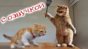 ПРИКОЛЫ С КОТАМИ! Самая смешная озвучка животных! ТЕСТ НА ПСИХИКУ 2025
