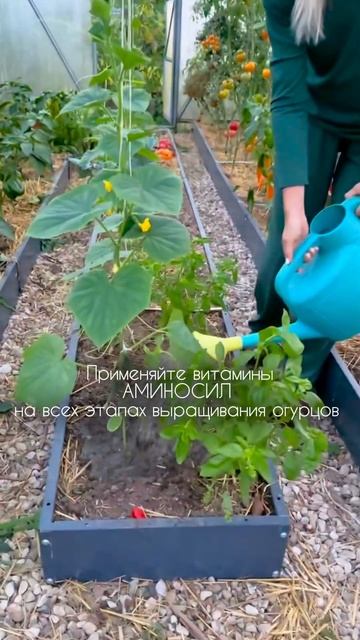 🥒Свои огурчики такие неповторимо вкусные, хрустящие и особенно пахучие.