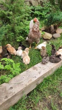 Две клуши претендуют на материнство🐣