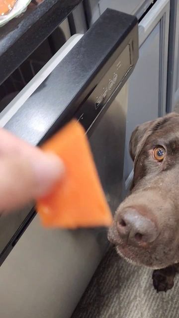 Can Dogs Eat Papaya? #dogshorts #dogsdiet #viralvideo смотреть онлайн