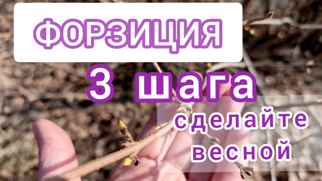Форзиция. Как добиться пышного цветения