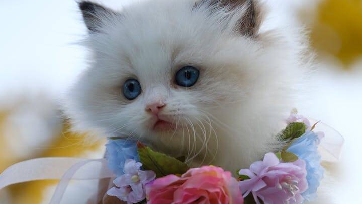 memcat