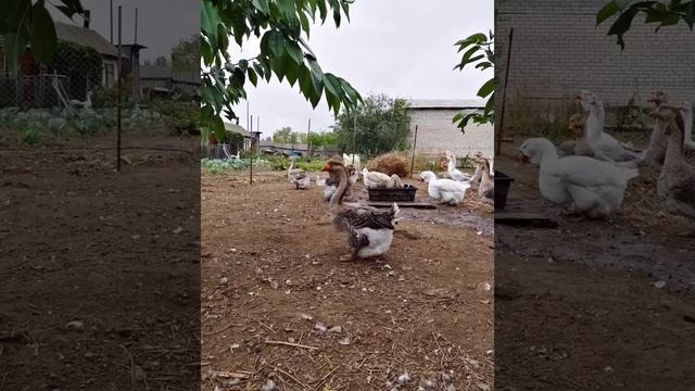 Гуси холмогоры.  фото из хозяйства Вилкова А. В...