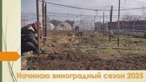 2025. Открываю и подвязываю виноград