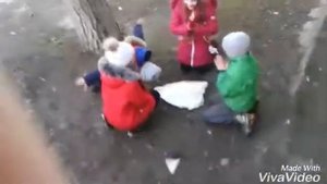 Похороны голубя