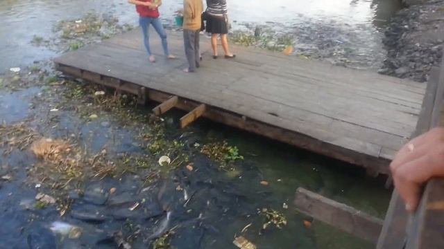 Рыбы в Тайланде смотреть онлайн