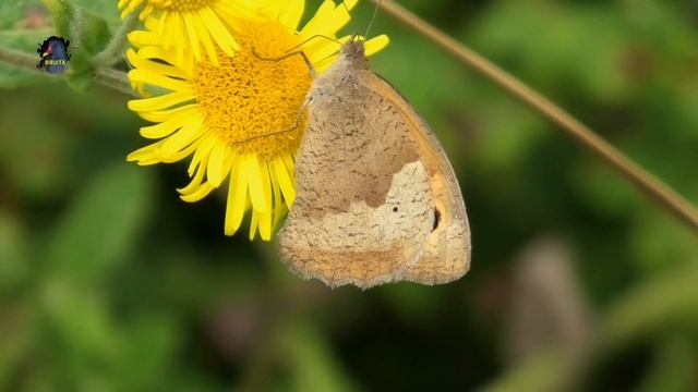 MYRTIL/Maniola jurtina/Femelle ! BRUITX смотреть онлайн