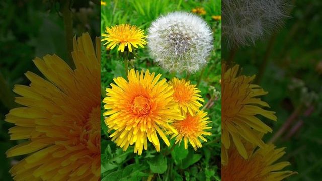 Мария Васнецова- одуванчики🌼