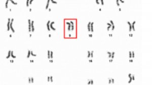 загадочный ген долголетия