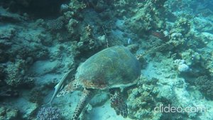 Подводный мир Красного моря