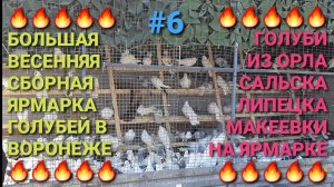🔥🔥🔥 Большая весенняя сборная ярмарка голубей в г.Воронеж. Голуби Орла, Липецка, Сальска, Макеевки