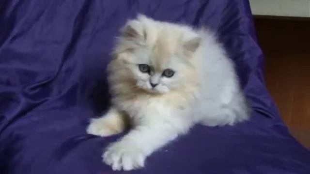 Серебристая шиншилла персидская. Мальчик № 2 . DSCF0447 смотреть онлайн