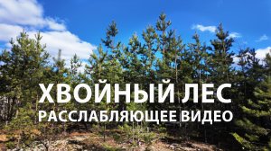 Хвойный лес и солнце. Рязанская область. 4К