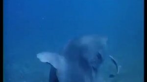 Beautiful Underwater Woman ride a shark