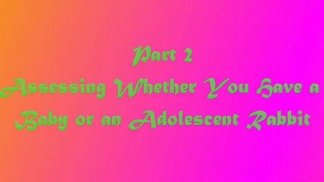 How to Tell The Age Of A Rabbit (Part 1 & 2) смотреть онлайн