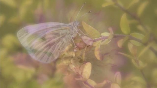 Begin - The Wallin' Jennys смотреть онлайн