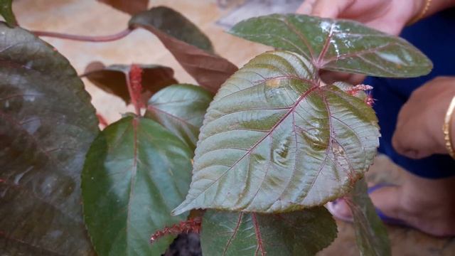 How to Grow and Care Acalypha Plant || Fun Gardening || 11 Sep, 2017