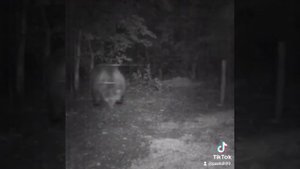 электропастух Бекси