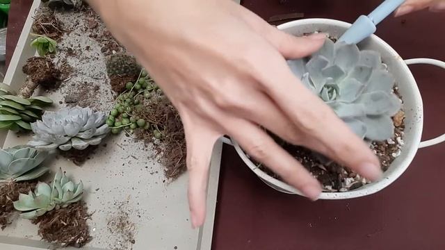 #2 Recibí Paquete De Suculentas смотреть онлайн