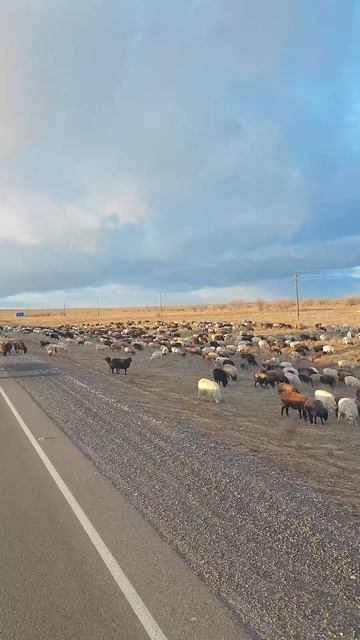 Толпа пешеходов в неположенном месте смотреть онлайн