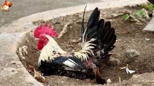 Любовь птицевода к Курочкам 🐥🐔🥚 Нежное видео 🐓 Версия (6)