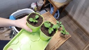 Пересадка петунии