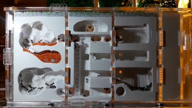 Гипсовый формикарий. Как работают муравьи. смотреть онлайн