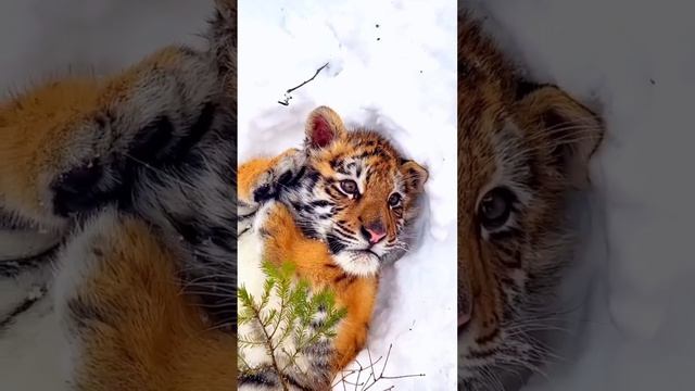 ❤️❤️❤️❤️❤️ Тигр смотреть онлайн