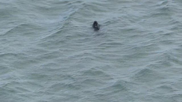 Sunday afternoon seals - 7th April 2024 смотреть онлайн