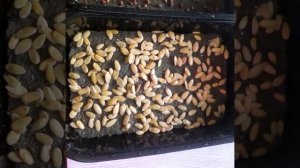 Микрозелень дыни))) Будем пробовать! #армавир #микрозелень #дыня