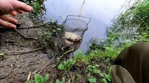 Насадил такое тесто и сразу клюнул трофей! Рыбалка у дома на поплавок!