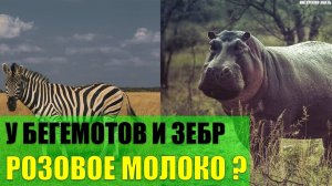Почему у бегемотов и зебр розовое молоко?