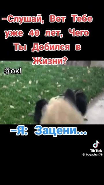 мемы