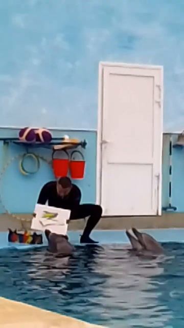 дельфинарий в Кисловодске#shortvideo #shortvideo #shortvideo #подпишись !!!🙏😭🥺❤️#тикток #тренды смотреть онлайн