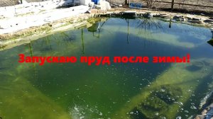 Запускаю пруд после зимы!